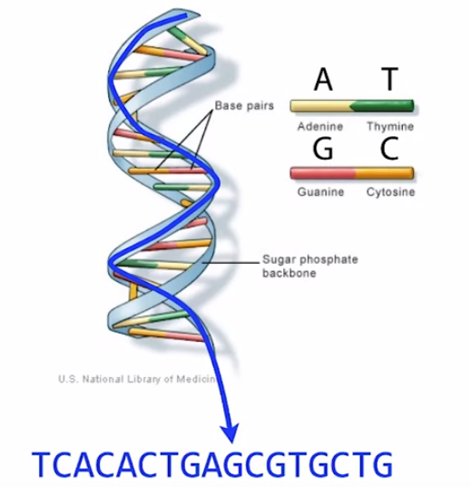 dna-as-a-string